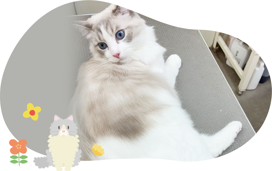 猫のトリミング