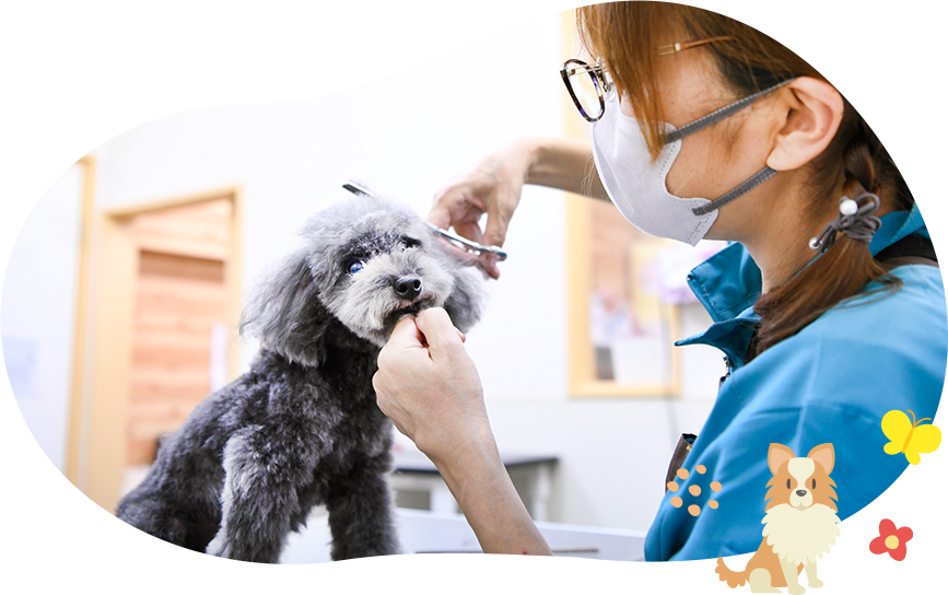 犬のトリミング