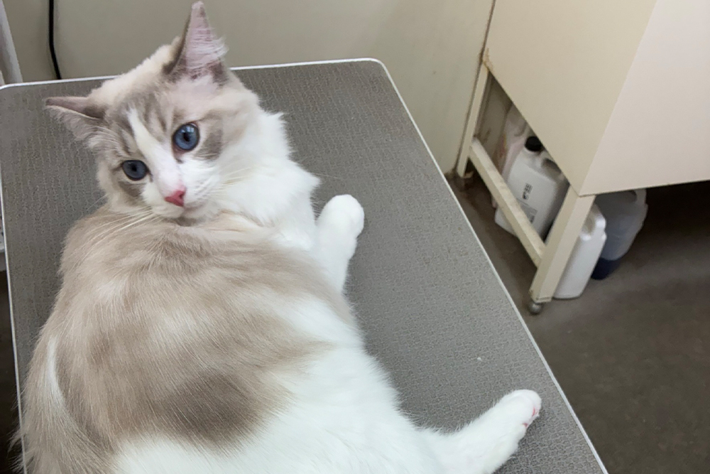 繊細なネコちゃんにも優しい、安心・快適なトリミング