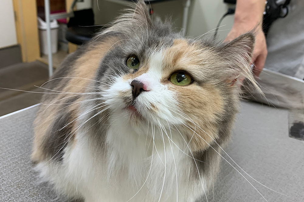 安全な無料送迎サービス