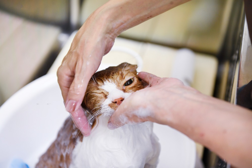 ステップを分けたトリミング