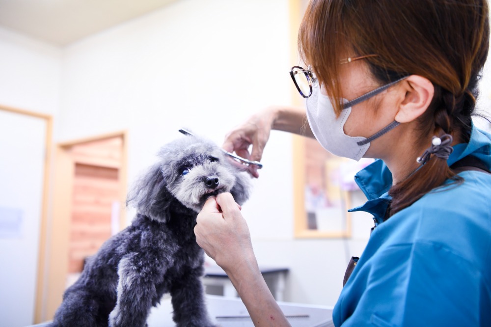 健康とかわいさを大切にする、やさしいトリミング