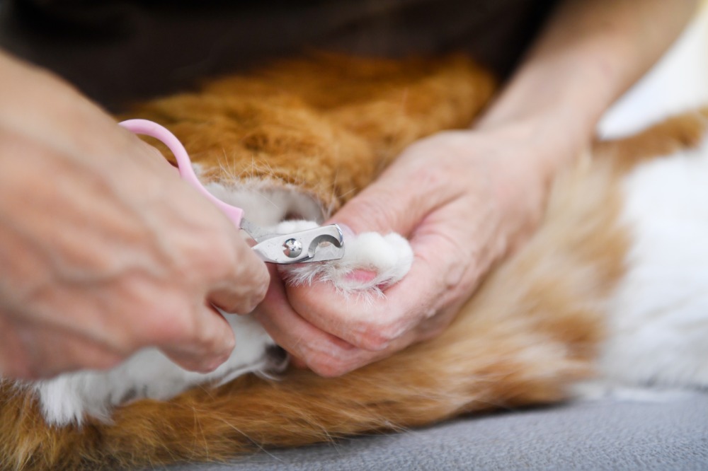 猫専門資格を持つ確かな技術