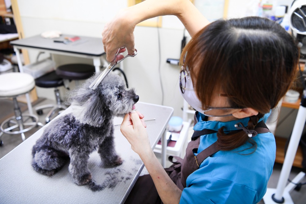 犬のトリミングも15年以上の経験