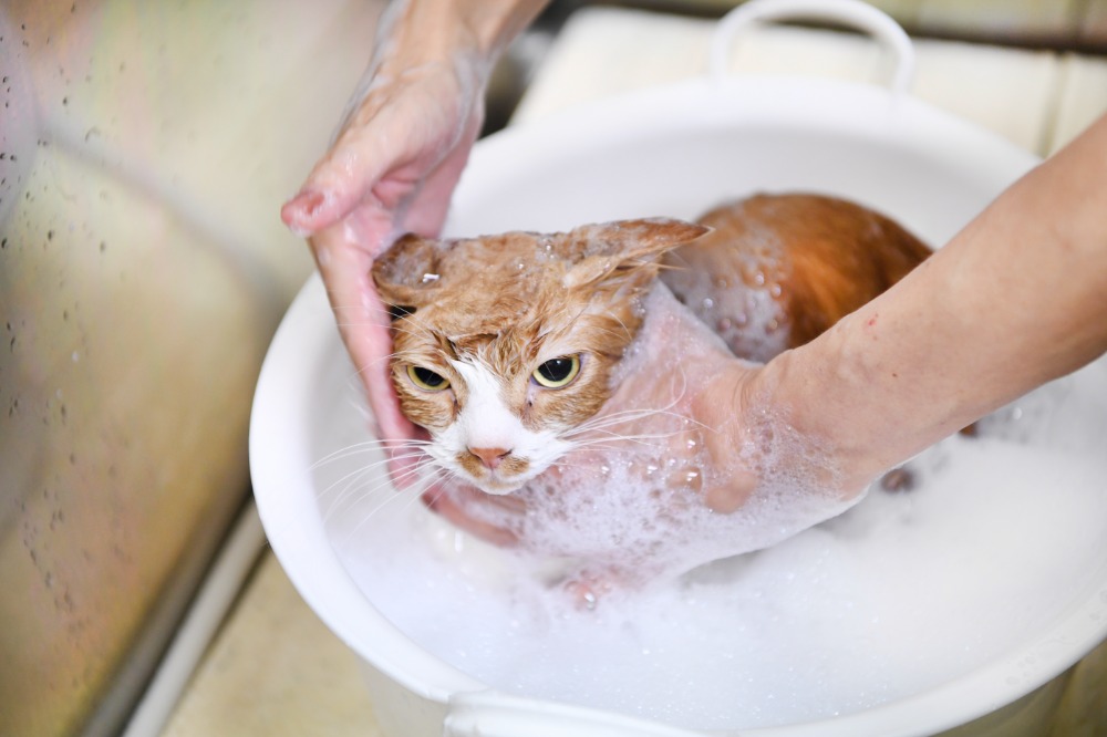 安心・高品質なシャンプー