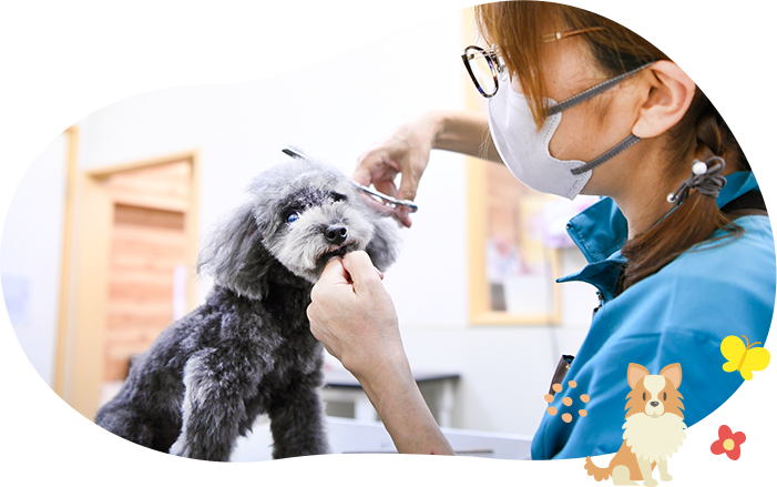 犬のトリミング