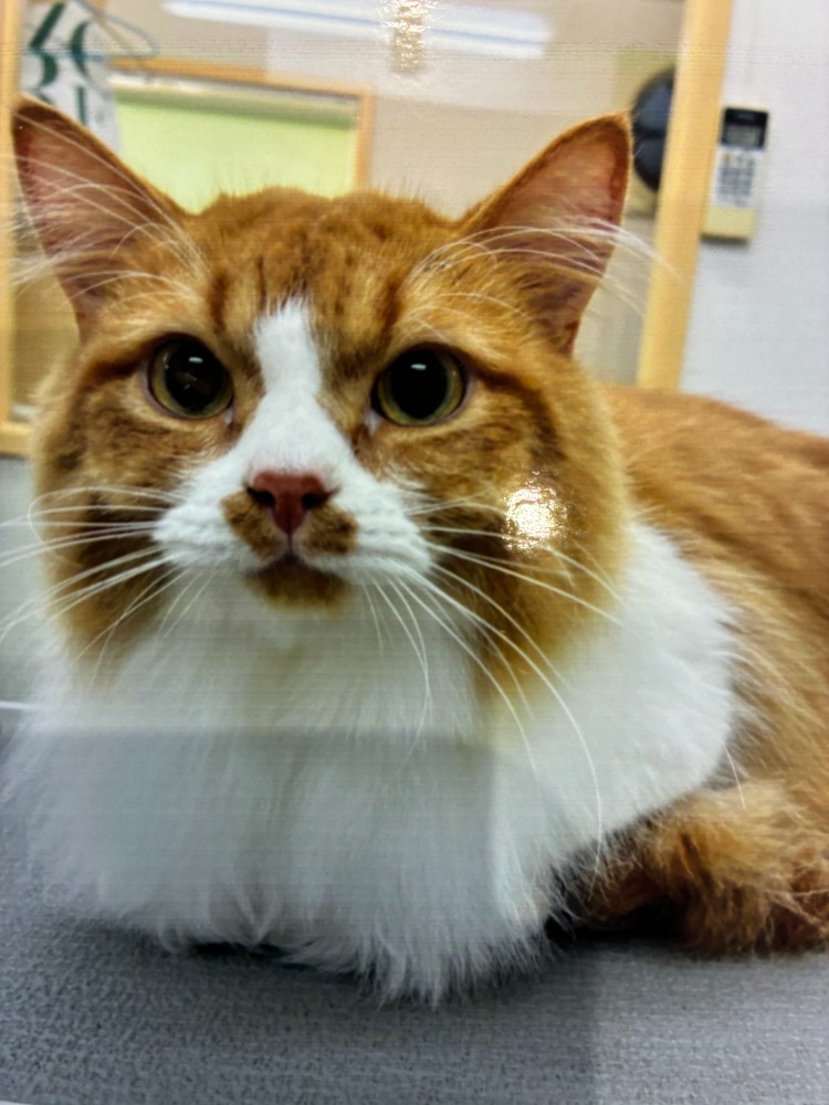 キャットグルーマー（愛称：あいりちゃん）