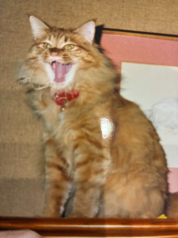 アシスタント（愛称：かずきくん）